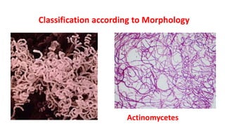 Classification according to Morphology
Actinomycetes
 