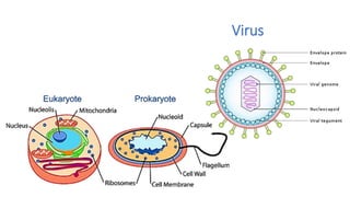 Virus
 