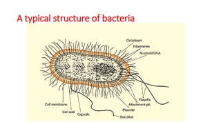A typical structure of bacteria
 