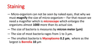 Staining
― Micro-organism can not be seen by naked eyes, that why we
must magnify the size of micro-organism— For that reason we
need a magnifier which is microscope which enlarges the
organisms almost 1000 more than its actual size.
― The size of bacteria is measures by micron meter (µm)
― The size of most bacteria rages from 1 to 3 µm.
― The smallest bacteria is Mycoplasma 0.2 µm, where as the
largest is Borrelia 10 µm
 