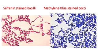 Safranin stained bacilli Methylene Blue stained cocci
 