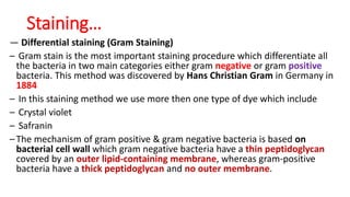― Differential staining (Gram Staining)
– Gram stain is the most important staining procedure which differentiate all
the bacteria in two main categories either gram negative or gram positive
bacteria. This method was discovered by Hans Christian Gram in Germany in
1884
– In this staining method we use more then one type of dye which include
– Crystal violet
– Safranin
–The mechanism of gram positive & gram negative bacteria is based on
bacterial cell wall which gram negative bacteria have a thin peptidoglycan
covered by an outer lipid-containing membrane, whereas gram-positive
bacteria have a thick peptidoglycan and no outer membrane.
Staining…
 