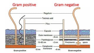 Gram positive Gram negative
 