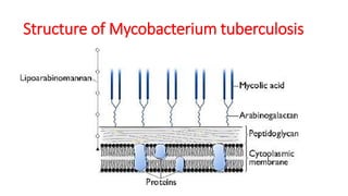 Structure of Mycobacterium tuberculosis
 