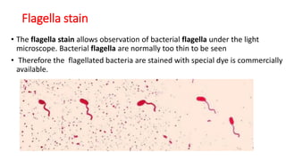 Flagella stain
• The flagella stain allows observation of bacterial flagella under the light
microscope. Bacterial flagella are normally too thin to be seen
• Therefore the flagellated bacteria are stained with special dye is commercially
available.
 