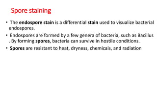 Spore staining
• The endospore stain is a differential stain used to visualize bacterial
endospores.
• Endospores are formed by a few genera of bacteria, such as Bacillus
. By forming spores, bacteria can survive in hostile conditions.
• Spores are resistant to heat, dryness, chemicals, and radiation
 