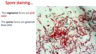 The vegetative forms are pink
color
The spores forms are greenish
blue color
Spore staining…
 