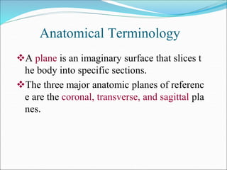 Anatomical Terminology
A plane is an imaginary surface that slices t
he body into specific sections.
The three major anatomic planes of referenc
e are the coronal, transverse, and sagittal pla
nes.
 