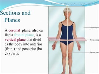 Sections and
Planes
A coronal plane, also ca
lled a frontal plane, is a
vertical plane that divid
es the body into anterior
(front) and posterior (ba
ck) parts.
 