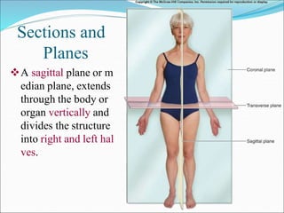 Sections and
Planes
A sagittal plane or m
edian plane, extends
through the body or
organ vertically and
divides the structure
into right and left hal
ves.
 