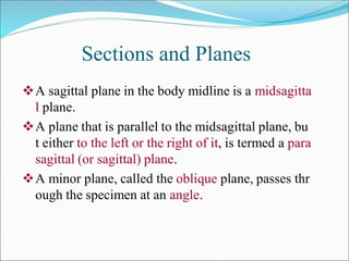 Sections and Planes
A sagittal plane in the body midline is a midsagitta
l plane.
A plane that is parallel to the midsagittal plane, bu
t either to the left or the right of it, is termed a para
sagittal (or sagittal) plane.
A minor plane, called the oblique plane, passes thr
ough the specimen at an angle.
 