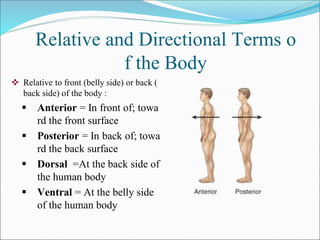 Relative and Directional Terms o
f the Body
 Relative to front (belly side) or back (
back side) of the body :
 Anterior = In front of; towa
rd the front surface
 Posterior = In back of; towa
rd the back surface
 Dorsal =At the back side of
the human body
 Ventral = At the belly side
of the human body
 