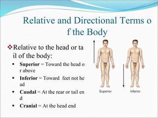 Relative and Directional Terms o
f the Body
Relative to the head or ta
il of the body:
 Superior = Toward the head o
r above
 Inferior = Toward feet not he
ad
 Caudal = At the rear or tail en
d
 Cranial = At the head end
 