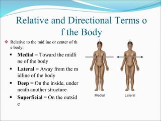 Relative and Directional Terms o
f the Body
 Relative to the midline or center of th
e body:
 Medial = Toward the midli
ne of the body
 Lateral = Away from the m
idline of the body
 Deep = On the inside, under
neath another structure
 Superficial = On the outsid
e
 