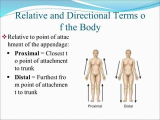 Relative and Directional Terms o
f the Body
Relative to point of attac
hment of the appendage:
 Proximal = Closest t
o point of attachment
to trunk
 Distal = Furthest fro
m point of attachmen
t to trunk
 
