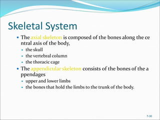 7-30
Skeletal System
 The axial skeleton is composed of the bones along the ce
ntral axis of the body,
 the skull
 the vertebral column
 the thoracic cage
 The appendicular skeleton consists of the bones of the a
ppendages
 upper and lower limbs
 the bones that hold the limbs to the trunk of the body.
 