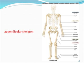 32
appendicular skeleton
 