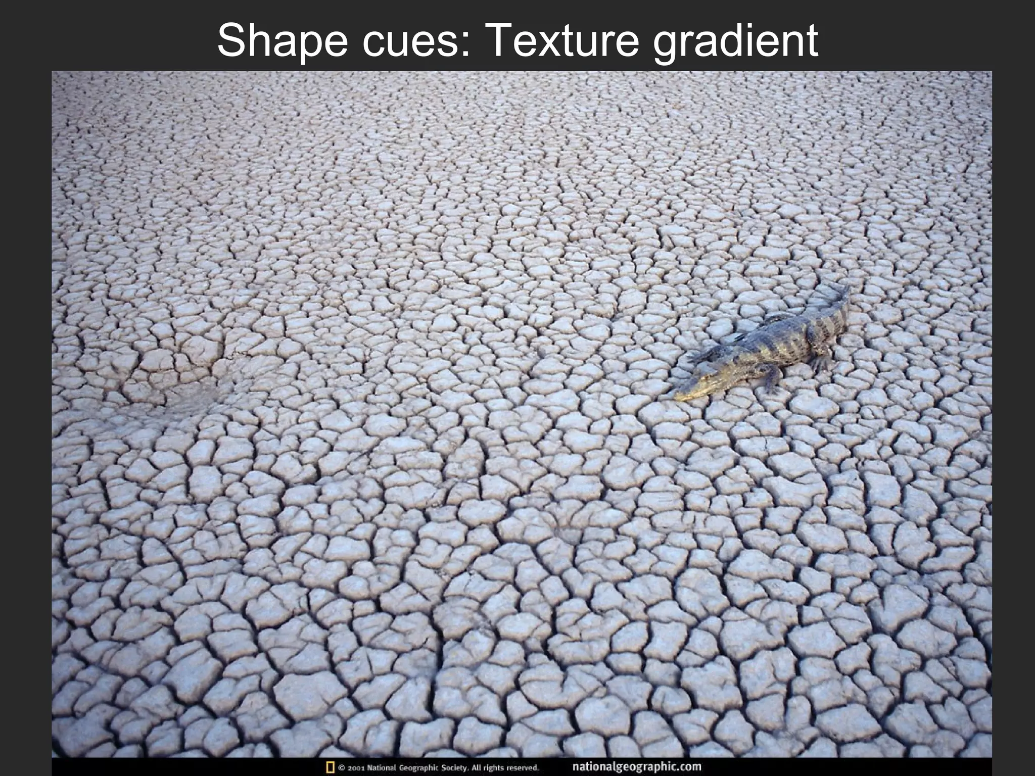 Shape cues: Texture gradient
 