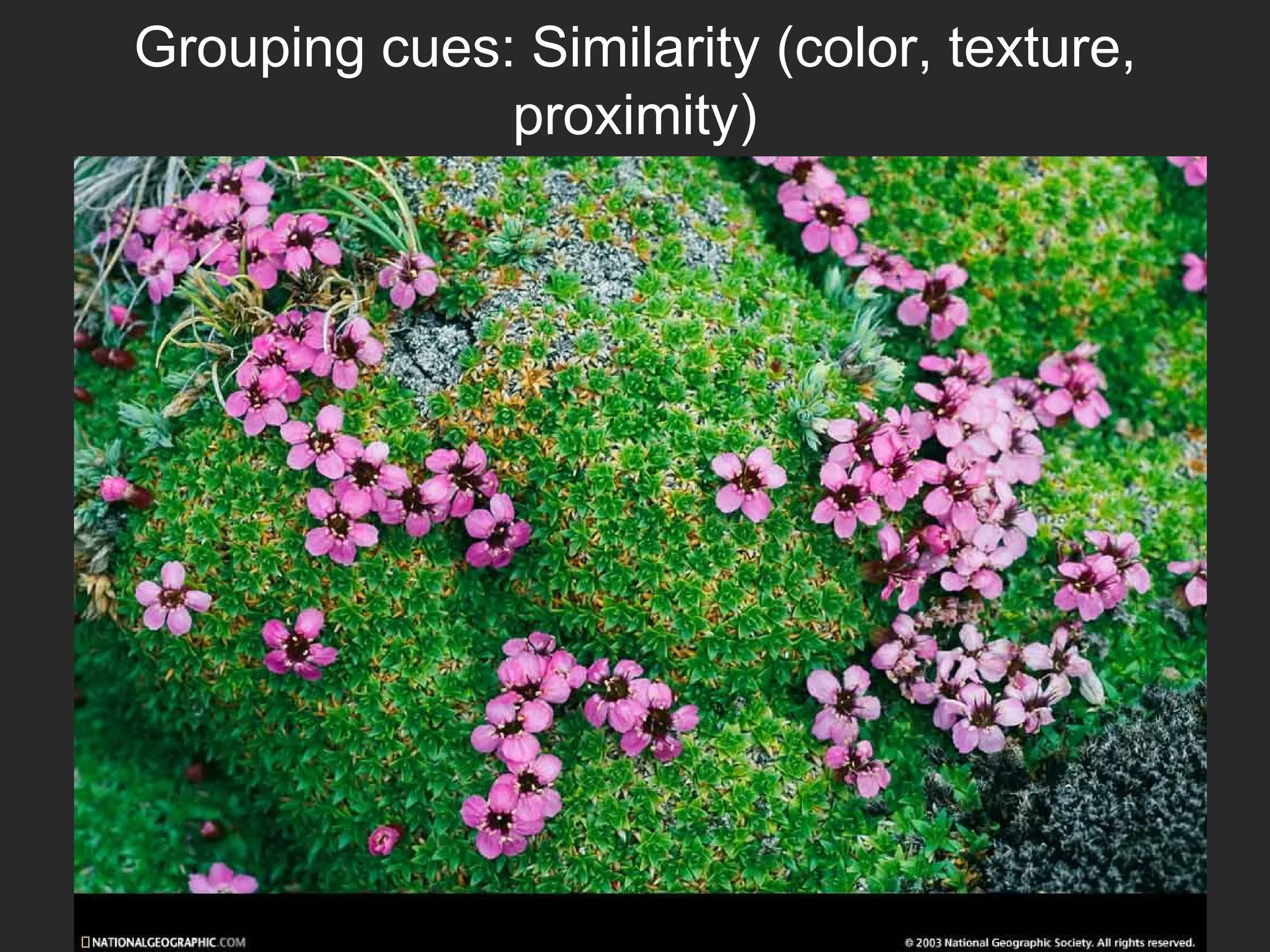 Grouping cues: Similarity (color, texture,
proximity)
 