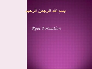 Root Formation

 