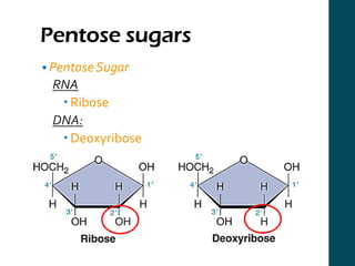 DNA and RNA Transcription and Translation | PPT
