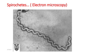 Spirocheten Lec 03. bacterial growth | PDF
