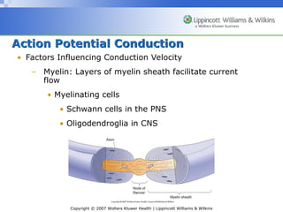 Comprehensive Exploration of the Neuronal Action Potential Mechanism ...