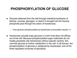PHOSPHORYLATION OF GLUCOSE

   Glucose obtained from the diet through intestinal hydrolysis of
    lactose, sucrose, glycogen, or starch is brought into the hexose
    phosphate pool through the action of hexokinase.

     – Free glucose phosphorylated by hexokinase (irreversible reaction 1)


   Hexokinase actually traps glucose in a form that does not diffuse
    out of the cell. Because phosphorylated sugar molecules do not
    readily penetrate cell membranes without specific carriers, this
    commits glucose to further metabolism in the cell. In all tissues, the
    phosphorylation of glucose is catalyzed by hexokinase, one of the
    three regulatory enzymes of glycolysis.
 