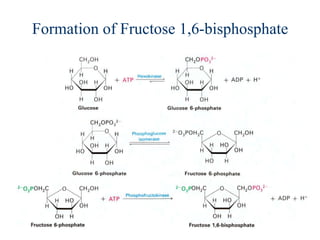 Formation of Fructose 1,6-bisphosphate
 
