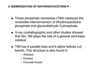 5. ISOMERIZATION OF DIHYDROXYACETONE-P



    Triose phosphate isomerase (TIM) catalyzes the
     reversible interconversion of dihydroxyacetone
     phosphate and glyceraldehyde 3-phosphate.

    X-ray crystallographic and other studies showed
     that Glu 165 plays the role of a general acid-base
     catalyst.

    TIM has 8 parallel beta and 8 alpha helices (
     barrel). This structure is also found in
         • Aldolase
         • Enolase
         • Pyruvate kinase
 