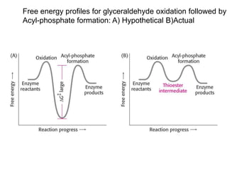 Free energy profiles for glyceraldehyde oxidation followed by
Acyl-phosphate formation: A) Hypothetical B)Actual
 