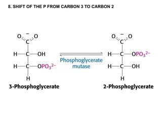 8. SHIFT OF THE P FROM CARBON 3 TO CARBON 2
 