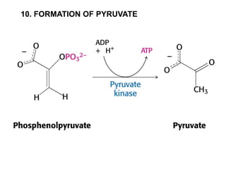 10. FORMATION OF PYRUVATE
 