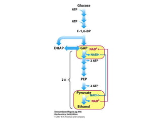 Lec03 glycolysis
