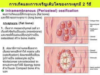  Intramembranous (Periosteal) ossification
พบการเกิดแบบนี้ที่กระดูกแบน (flat bone)
และที่ผิวของกระดูกยาว (long bone)
การเกิดและการเจริญเติบโตของกระดูกมี 2 วิธี
2. ต่อมามีการนำาแคลเซี่ยมจาก
เลือดมาตกผลึกทำาให้ matrix แข็ง
(calcification) ล้อมเซลล์ที่เปลี่ยน
รูปร่างเป็น osteocyte อยู่ใน
ช่องlacunae และosteoclast จะ
ตกแต่งกระดูกให้มี Spongy bone
ด้านในและ Compact bone ด้าน
นอก
1. เริ่มจาก mesenchymal cell มา
เรียงตัวชิดกันเป็นแผ่น (membrane)
และเซลล์ทั้งแผ่นเปลี่ยนรูปร่างเป็น
osteoblast สร้าง bone matrix
กระดูกแบน (flat bone)
 