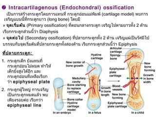  Intracartilagenous (Endochondral) ossification
เป็นการสร้างกระดูกโดยการแทนที่ กระดูกอ่อนแม่พิมพ์ (cartilage model) พบการ
เจริญแบบนี้ที่กระดูกยาว (long bone) โดยมี
» จุดเริ่มต้น (Primary ossification) ที่ตอนกลางกระดูก เจริญไปตามยาวทั้ง 2 ด้าน
เรียกกระดูกส่วนนี้ว่า Diaphysis
» จุดต่อไป (Secondary ossification) ที่ปลายกระดูกทั้ง 2 ด้าน เจริญแผ่เป็นรัศมีไป
บรรจบกับจุดเริ่มต้นที่ปลายกระดูกทั้งสองด้าน เรียกกระดูกส่วนนี้ว่า Epiphysis
ที่ปลายกระดูก:
1. กระดูกเด็ก ยังแทนที่
กระดูกอ่อนไม่หมด ทำาให้
เด็กยังสูงได้อีก และ
กระดูกอ่อนที่เหลือเรียก
ว่า epiphyseal plate
2. กระดูกผู้ใหญ่ การเจริญ
เป็นกระดูกหมดแล้ว พบ
เพียงรอยต่อ เรียกว่า
epiphyseal line
 