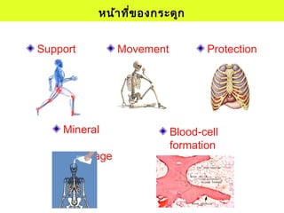 หน้าที่ของกระดูก
Support Movement Protection
Mineral
storage
Blood-cell
formation
 