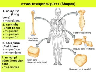 การแบ่งกระดูกตามรูปร่าง (Shapes)
1. กระดูกยาว
(Long
bone)
» กระดูกต้นแขน
» กระดูกต้นขา
3. กระดูกแบน
(Flat bone)
» กระดูกหน้าอก
» กระดูกกะโหลก
2. กระดูกสั้น
(Short bone)
» กระดูกข้อมือ
» กระดูกข้อเท้า
» กระดูกสะบ้า
4. กระดูกรูป
แปลก (Irregular
bone)
» กระดูกสันหลัง
 