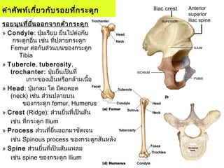 คำาศัพท์เกี่ยวกับรอยที่กระดูก
รอยนูนที่ยื่นออกจากตัวกระดูก
» Condyle: ปุ่มเรียบ ยื่นไปต่อกับ
กระดูกอื่น เช่น ที่ปลายกระดูก
Femur ต่อกับส่วนบนของกระดูก
Tibia
» Tubercle, tuberosity,
trochanter: ปุ่มยื่นเป็นที่
เกาะของเอ็นหรือกล้ามเนื้อ
» Head: ปุ่มกลม โต มีคอคอด
(neck) เช่น ส่วนปลายบน
ของกระดูก femur, Humerus
» Crest (Ridge): ส่วนยื่นที่เป็นสัน
เช่น ที่กระดูก Ilium
» Process ส่วนที่ยื่นออกมาชัดเจน
เช่น Spinous process ของกระดูกสันหลัง
» Spine ส่วนยื่นที่เป็นสันแหลม
เช่น spine ของกระดูก Ilium
Iliac crest Anterior
superior
iliac spine
 
