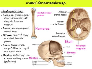 แอ่งหรือรูของกระดูก
» Foramen: รูของกระดูกให้
เป็นทางผ่านของโครงสร้าง
ต่างๆ เช่น foramen
magnum
» Fossa: แอ่งของกระดูก เช่น
cranial fossa
» Groove: ร่องยาวที่ กระดูก
เช่น intertubercular
groove
» Sinus: โพรงอากาศใน
กระดูก ใช้ชื่อตามกระดูกที่
เช่น frontal sinus
» Meatus: ท่อในกระดูก เช่น
external auditory meatus
(รูหูชั้นนอก)
คำาศัพท์เกี่ยวกับรอยที่กระดูก
Foramen
magnum
Sinuses
Meatus
intertubercular
groove
Humerus
Skull
Anterior
cranial fossa
Middle
cranial fossa
Posterior
cranial fossa
 