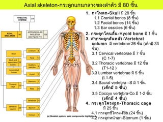 Axial skeleton-กระดูกแกนกลางของลำาตัว มี 80 ชิ้น
1. กะโหลก-Skull มี 28 ชิ้น
1.1 Cranial bones (8 ชิ้น)
1.2 Facial bones (14 ชิ้น)
1.3 Ear ossicles (6 ชิ้น)
2. กระดูกโคนลิ้น-Hyoid bone มี 1 ชิ้น
3. ลำากระดูกสันหลัง-Vertebral
column มี vertebrae 26 ชิ้น (เด็กมี 33
ชิ้น)
3.1 Cervical vertebrae มี 7 ชิ้น
(C 1-7)
3.2 Thoracic vertebrae มี 12 ชิ้น
(T1-12 )
3.3 Lumbar vertebrae มี 5 ชิ้น
(L1-5)
3.4 Sacral vertebra –S มี 1 ชิ้น
(เด็กมี 5 ชิ้น)
3.5 Coccyx vertebra-Co มี 1-2 ชิ้น
(เด็กมี 4 ชิ้น)
4. กระดูกโครงอก-Thoracic cage
มี 25 ชิ้น
4.1 กระดูกซี่โครง-Rib (24 ชิ้น)
4.2 กระดูกหน้าอก-Sternum (1 ชิ้น)
 