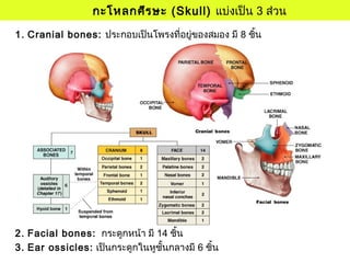 กะโหลกศีรษะ (Skull) แบ่งเป็น 3 ส่วน
1. Cranial bones: ประกอบเป็นโพรงที่อยู่ของสมอง มี 8 ชิ้น
2. Facial bones: กระดูกหน้า มี 14 ชิ้น
3. Ear ossicles: เป็นกระดูกในหูชั้นกลางมี 6 ชิ้น
 