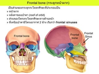 Frontal
bone
Frontal
SinusFrontal bone
Frontal bone (กระดูกหน้าผาก)
เป็นส่วนของกระดูกกะโหลกศีรษะที่ประกอบเป็น
» หน้าผาก
» หลังคาของเบ้าตา (roof of orbit)
» ส่วนของโพรงกะโหลกศีรษะทางด้านหน้า
» ที่เหนือเบ้าตามีโพรงอากาศ 2 ข้าง เรียกว่า frontal sinuses
 