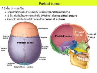 มี 2 ชิ้น ประกอบเป็น
» ผนังด้านข้างและด้านบนของโพรงกะโหลกศีรษะตอนกลาง
» 2 ชิ้น ต่อกันในแนวกลางลำาตัว (Midline) ด้วย sagittal suture
» ด้านหน้า ต่อกับ frontal bone ด้วย coronal suture
Parietal bones
Frontal
bone Frontal
SinusParietal bones
Parietal bones
 