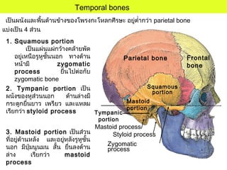 Temporal bones
เป็นผนังและพื้นด้านข้างของโพรงกะโหลกศีรษะ อยู่ตำ่ากว่า parietal bone
แบ่งเป็น 4 ส่วน
1. Squamous portion
เป็นแผ่นแผ่กว้างคล้ายพัด
อยู่เหนือรูหูชั้นนอก ทางด้าน
หน้ามี zygomatic
process ยื่นไปต่อกับ
zygomatic bone
2. Tympanic portion เป็น
ผนังของหูส่วนนอก ด้านล่างมี
กระดูกยื่นยาว เพรียว และแหลม
เรียกว่า styloid process
3. Mastoid portion เป็นส่วน
ที่อยู่ด้านหลัง และอยู่หลังรูหูชั้น
นอก มีปุ่มนูนมน สั้น ยื่นลงด้าน
ล่าง เรียกว่า mastoid
process
Squamous
portion
Mastoid process
Zygomatic
process
Styloid process
Frontal
bone
Parietal bone
Mastoid
portion
Tympanic
portion
 