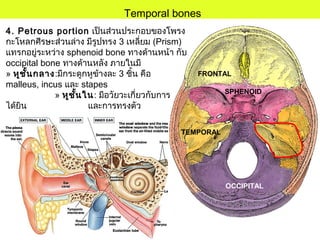 Temporal bones
FRONTAL
TEMPORAL
OCCIPITAL
SPHENOID
4. Petrous portion เป็นส่วนประกอบของโพรง
กะโหลกศีรษะส่วนล่าง มีรูปทรง 3 เหลี่ยม (Prism)
แทรกอยู่ระหว่าง sphenoid bone ทางด้านหน้า กับ
occipital bone ทางด้านหลัง ภายในมี
» หูชั้นกลาง:มีกระดูกหูข้างละ 3 ชิ้น คือ
malleus, incus และ stapes
» หูชั้นใน: มีอวัยวะเกี่ยวกับการ
ได้ยิน และการทรงตัว
 