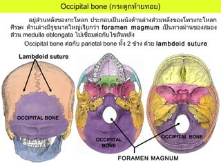 Occipital bone (กระดูกท้ายทอย)
อยู่ส่วนหลังของกะโหลก ประกอบเป็นผนังด้านล่างส่วนหลังของโพรงกะโหลก
ศีรษะ ด้านล่างมีรูขนาดใหญ่เรียกว่า foramen magmum เป็นทางผ่านของสมอง
ส่วน medulla oblongata ไปเชื่อมต่อกับไขสันหลัง
Occipital bone ต่อกับ parietal bone ทั้ง 2 ข้าง ด้วย lambdoid suture
Lambdoid suture
OCCIPITAL BONE
OCCIPITAL BONE
FORAMEN MAGNUM
OCCIPITAL
BONE
 