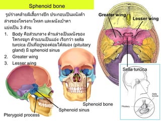 Sphenoid bone
Pterygoid process
Sphenoid sinus
Sphenoid bone
รูปร่างคล้ายผีเสื้อกางปีก ประกอบเป็นผนังด้า
ล่างของโพรงกะโหลก และผนังเบ้าตา
แบ่งเป็น 3 ส่วน
1. Body คือส่วนกลาง ด้านล่างเป็นผนังของ
โพรงจมูก ด้านบนเป็นแอ่ง เรียกว่า sella
turcica เป็นที่อยู่ของต่อมใต้สมอง (pituitary
gland) มี sphenoid sinus
2. Greater wing
3. Lesser wing
Greater wing
Lesser wing
Sella turcica
 