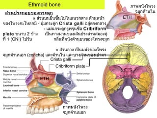 ภาพผนังโพรง
จมูกด้านใน
ETH
Ethmoid bone
ภาพผนังโพรง
จมูกด้านนอก
Crista galli
Cribriform plate
ETH
ส่วนประกอบของกระดูก
» ส่วนบนยื่นขึ้นไปในแนวกลาง ด้านหน้า
ของโพรงกะโหลกมี - ปุ่มกระดูก Crista galli อยู่ตรงกลาง
- แผ่นกระดูกรูพรุนชื่อ Cribriform
plate ขนาบ 2 ข้าง เป็นทางผ่านของเส้นประสาทสมองคู่
ที่ 1 (CNI) ไปรับ กลิ่นที่ผนังด้านบนของโพรงจมูก
» ส่วนล่าง เป็นผนังของโพรง
จมูกด้านนอก (concha) และด้านใน และบางส่วนของเบ้าตา
 