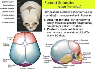 Fontanel (fontanelle)
ขม่อม (กระหม่อม)
1. Anterior fontanel คือรอยต่อระหว่าง
กระดูก frontal กับ parietal เป็นรูปสี่เหลี่ยม
ขนมเปียกปูน ปิดอายุ ~ 18 เดือน
2. Posterior fontanel คือรอยต่อ
ระหว่างกระดูก parietal กับ occipital ปิด
อายุ ~ 2-3 เดือน
ทารกแรกเกิด กะโหลกยังเจริญเป็นกระดูกไม่
หมดเหลือเป็น membrane เรียกว่า Fontanel
 